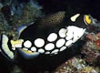 Clown Trigger Fish